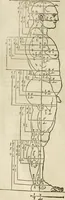 An illustration from Alberti Dvreri clarissimi pictoris et geometrae De symmetria partium humanorum corporum libri quatuor : è germanica lingua in latinam versi (1557)