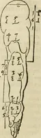 Picture 39 of 211 from Alberti Dvreri clarissimi pictoris et geometrae De symmetria partium humanorum corporum libri quatuor : è germanica lingua in latinam versi (1557), leaf 69