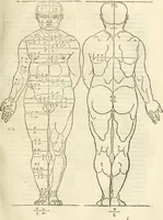 An illustration from Alberti Dvreri clarissimi pictoris et geometrae De symmetria partium humanorum corporum libri quatuor : è germanica lingua in latinam versi (1557)