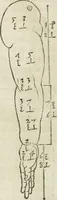 An illustration from Alberti Dvreri clarissimi pictoris et geometrae De symmetria partium humanorum corporum libri quatuor : è germanica lingua in latinam versi (1557)