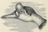 An illustration from The Albert N'yanza : great basin of the Nile, and explorations of the Nile sources (1866)