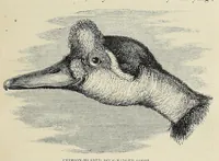 Picture 5 of 12 from The Albert Nyanza, great basin of the Nile, and explorations of the Nile sources (1866), leaf 203