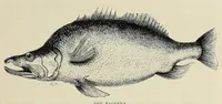 An illustration from The Albert Nyanza, great basin of the Nile, and explorations of the Nile sources (1866)