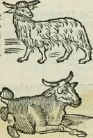An illustration from Albumasar, De magnis [con]iunctionibus, anno[rum] reuolutio[n]ibus, ac eo[rum] profectionibus octo [con]tines tractatus (1515)