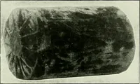 An illustration from Album de dentelle de Venise (1900)