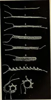 An illustration from Album de guipure d'Irlande (1900)