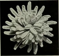 An illustration from Album de guipure d'Irlande (1900)