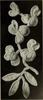 An illustration from Album de guipure d'Irlande (1900)