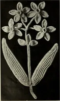 Picture 74 of 167 from Album de guipure d'Irlande (1900), leaf 163