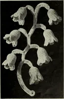 Picture 76 of 167 from Album de guipure d'Irlande (1900), leaf 166