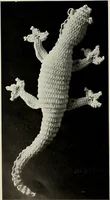 An illustration from Album de guipure d'Irlande (1900)