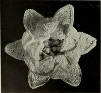 An illustration from Album de guipure d'Irlande (1900)