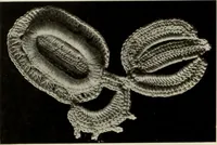 An illustration from Album de guipure d'Irlande (1900)