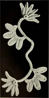 Picture 36 of 167 from Album de guipure d'Irlande (1900), leaf 81