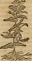 An illustration from Alchimia nova, das ist, Die güldene Kunst selbst, oder, Aller Künsten Mutter : sampt dero heimlichen Secreten, vnzehlichen verborgenen Kindern vnd Früchten ... (1603)