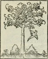 Picture 34 of 116 from Andreae Alciati emblematvm libellvs (1534), leaf 38