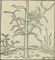 Picture 46 of 116 from Andreae Alciati emblematvm libellvs (1534), leaf 51