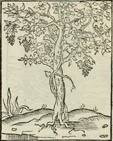 Picture 52 of 116 from Andreae Alciati emblematvm libellvs (1534), leaf 57