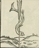 Picture 54 of 116 from Andreae Alciati emblematvm libellvs (1534), leaf 59