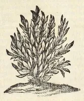 An illustration from Alexandri Donati e Societate Jesu, Roma vetus ac recens, utriusque aedificiis illustrata : in multis locis aucta, castigatior reddita, indice locupletissimo, & figuris aeneis illustrata (1695)