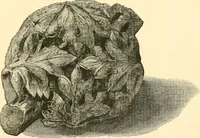 An illustration from The Alfred jewel: an historical essay (1901)
