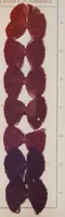 An illustration from Alizarinfarben auf Baumwollgarn. (1900)