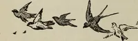 Picture 49 of 146 from All around a palette (1878), leaf 115