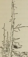Picture 60 of 146 from All around a palette (1878), leaf 134