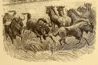 An illustration from Alone among the Zulus : the narrative of a journey through the Zulu country, South Africa (1910)