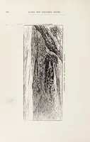 Picture 16 of 18 from Along the Columbia River (1890), leaf 110