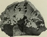 Picture 133 of 238 from Altai-Iran und VÃ¶lkerwanderung : ziergeschichtliche Untersuchungen Ã¼ber die Eintritt der Wander- und NordvÃ¶lker in die TreibhÃ¤user geistigen Lebens (1917), leaf 174