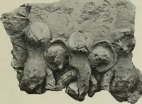 Picture 228 of 238 from Altai-Iran und VÃ¶lkerwanderung : ziergeschichtliche Untersuchungen Ã¼ber die Eintritt der Wander- und NordvÃ¶lker in die TreibhÃ¤user geistigen Lebens (1917), leaf 306