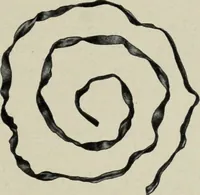 Picture 52 of 238 from Altai-Iran und VÃ¶lkerwanderung : ziergeschichtliche Untersuchungen Ã¼ber die Eintritt der Wander- und NordvÃ¶lker in die TreibhÃ¤user geistigen Lebens (1917), leaf 66