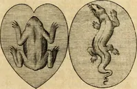 An illustration from Ambrae historiam : ad omnipotentis Dei gloriam et hominum sanitatem (1666)