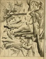 An illustration from Ambrae historiam : ad omnipotentis Dei gloriam et hominum sanitatem (1666)