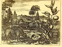 An illustration from America: being the latest, and most accurate description of the Nevv VVorld; : containing the original of the inhabitants, and the remarkable voyages thither. The conquest of the vast empires of Mexico and Peru, and other large provinces and territories, with the several European plantations in those parts. Also their cities, fortresses, towns, temples, mountains, and rivers. Their habits, customs, manners, and religions. Their plants, beasts, birds, and serpents. With an appendix, containing, besides several other considerable additions, a brief survey of what hath been discover'd of the unknown South-Land and the Arctick region. (1671)