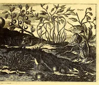 An illustration from America: being the latest, and most accurate description of the Nevv VVorld; : containing the original of the inhabitants, and the remarkable voyages thither. The conquest of the vast empires of Mexico and Peru, and other large provinces and territories, with the several European plantations in those parts. Also their cities, fortresses, towns, temples, mountains, and rivers. Their habits, customs, manners, and religions. Their plants, beasts, birds, and serpents. With an appendix, containing, besides several other considerable additions, a brief survey of what hath been discover'd of the unknown South-Land and the Arctick region. (1671)