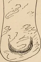 Picture 8 of 88 from The American archaeologist [serial] (1898), leaf 18