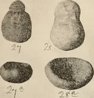 Picture 62 of 88 from The American archaeologist [serial] (1898), leaf 210