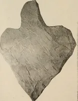 Picture 66 of 88 from The American archaeologist [serial] (1898), leaf 213
