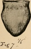 An illustration from The American archaeologist [serial] (1898)