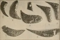 An illustration from The American archaeologist [serial] (1898)