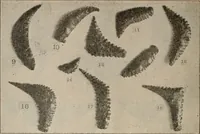 Picture 87 of 88 from The American archaeologist [serial] (1898), leaf 331