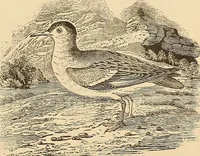 An illustration from American art and American art collections; essays on artistic subjects (1889)