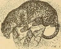 An illustration from American art and American art collections; essays on artistic subjects (1889)