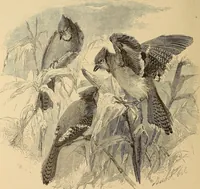 An illustration from American art and American art collections; essays on artistic subjects (1889)