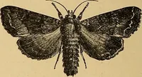 An illustration from American art and American art collections; essays on artistic subjects (1889)