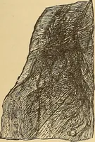 An illustration from American art and American art collections; essays on artistic subjects (1889)