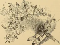An illustration from American art and American art collections; essays on artistic subjects (1889)