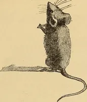 An illustration from American art and American art collections; essays on artistic subjects (1889)